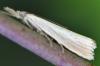 Agriphila straminella
